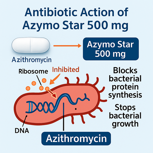 Medical diagram explaining the mechanism of Azymo Star 500mg