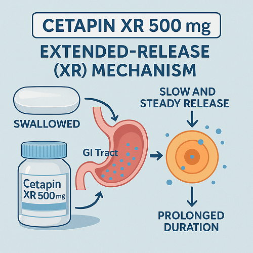 Medical diagram explaining the extended-release (XR) mechanism of Cetapin XR 500mg