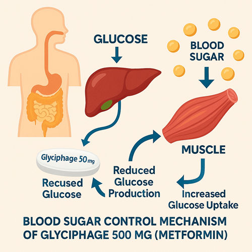 Medical diagram explaining the blood sugar control mechanism of Glyciphage 500mg (Metformin)