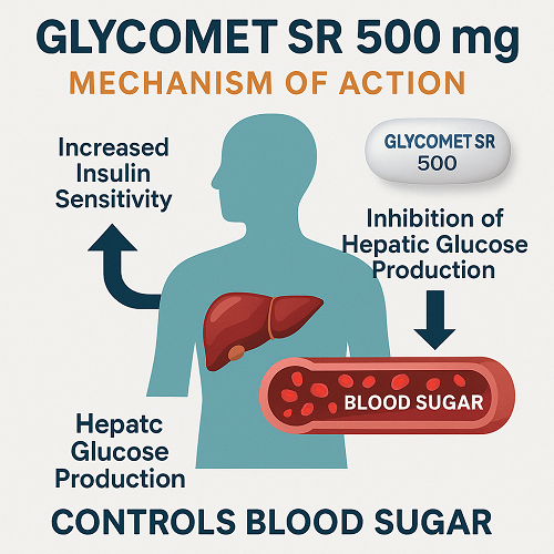 Visual diagram explaining the mechanism of Glycomet SR 500mg – how it controls blood sugar (increased insulin sensitivity, inhibition of hepatic glucose production, etc.)