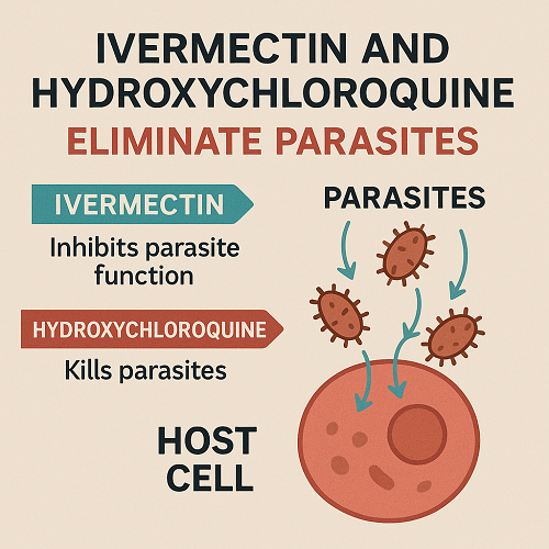 Medical diagram explaining how Ivermectin and Hydroxychloroquine eliminate parasites