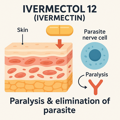 Medical diagram explaining the mechanism of Ivermectol 12 (Ivermectin) – paralysis and elimination of parasite nerves