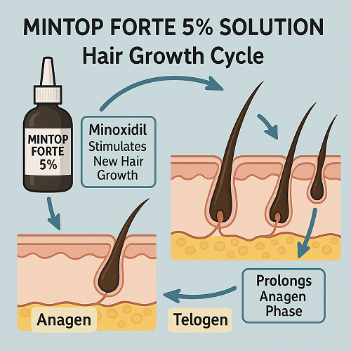 Medical diagram showing how Mintop Forte 5% Solution affects the hair growth cycle