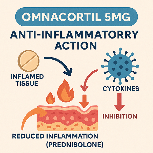 Medical diagram explaining the anti-inflammatory action of Omnacortil 5mg (Prednisolone)