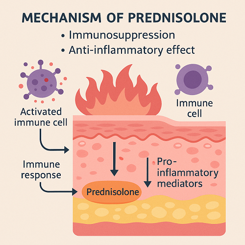 Medical diagram explaining the mechanism of Prednisolone (immunosuppression and anti-inflammatory effect)