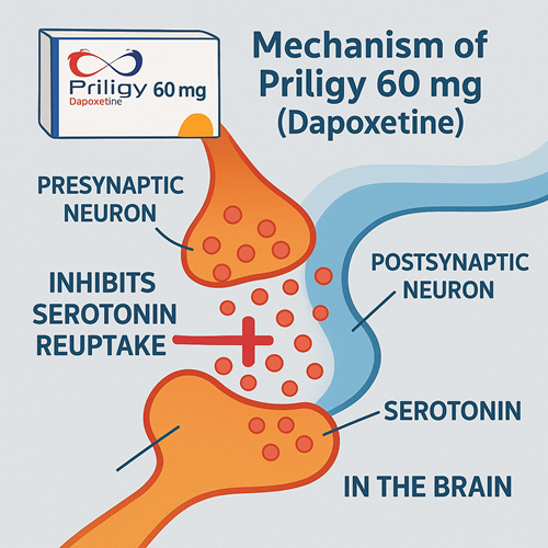 Medical diagram explaining the mechanism of Priligy 60mg (Dapoxetine)