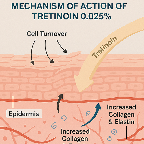 Medical diagram explaining the skin regeneration process and mechanism of action of Tretinoin