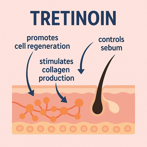Medical diagram explaining the mechanism of Tretinoin (promotes cell regeneration, stimulates collagen production, and controls sebum)