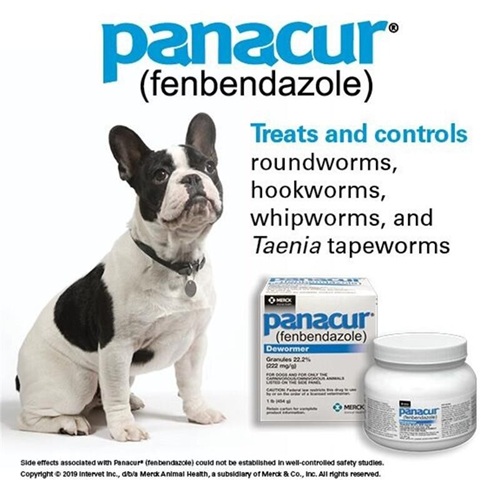 Panacur Granules 22.2% (Fenbendazole) dog dewormer promotional packaging with pet image highlighting parasite prevention for canine veterinary use online pet pharmacy